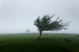 Un petit arbre sculpté par le vent rude - Photo de Khamkéo sur https://unsplash.com/fr/photos/arbres-avec-photo-de-vent-WtwSsqwYlA0