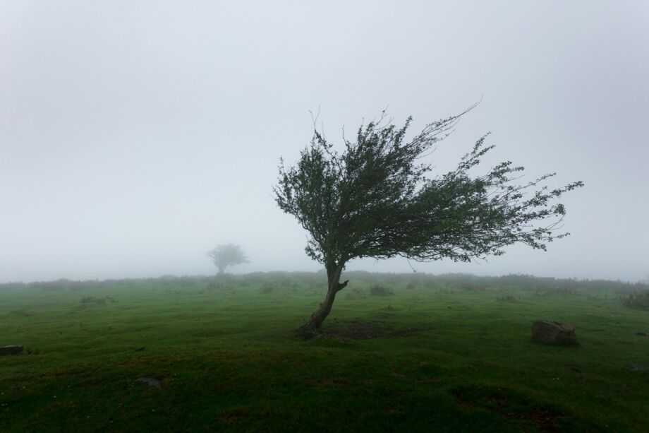 Un petit arbre sculpté par le vent rude - Photo de Khamkéo sur https://unsplash.com/fr/photos/arbres-avec-photo-de-vent-WtwSsqwYlA0