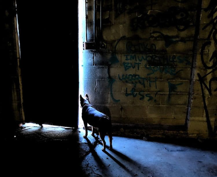 Un chien regarde vers un extérieur illuminé (illustration) - flickrcc