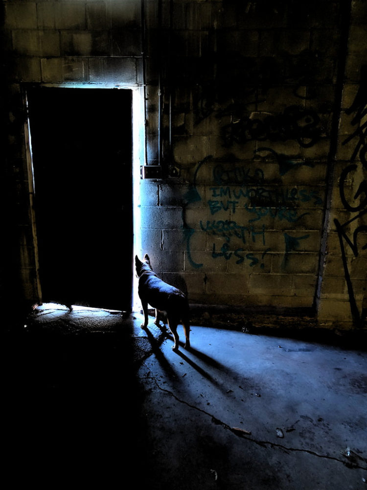 Un chien regarde vers un extérieur illuminé (illustration) - flickrcc
