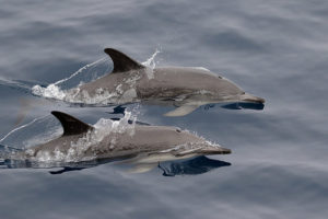 Illustration : deux dauphins nageant ensemble - Image: 'Common Dolphins' by Ed Dunens https://creativecommons.org/licenses/by/2.0/ http://www.flickr.com/photos/40883175@N06/23908268358