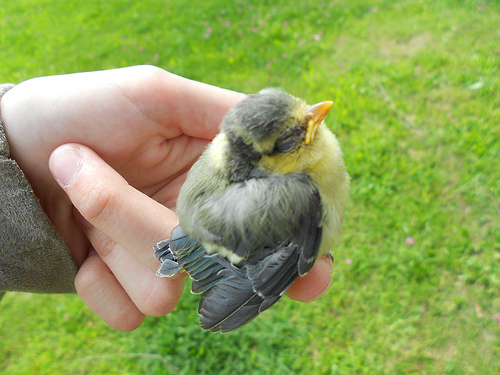 Une main soutient un petit oiseau (illustration) - Image: 'baby bird' http://www.flickr.com/photos/78369336@N02/7234161596 Found on flickrcc.net
