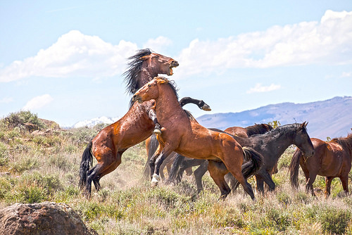 Combat de chevaux sauvages - Image: 'Horses in Nevada' http://www.flickr.com/photos/24354425@N03/34350311021 Found on flickrcc.net