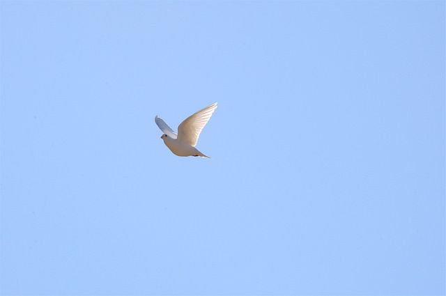 Colombe - Image: 'Flying Dove' http://www.flickr.com/photos/126919879@N03/22892895809 Found on flickrcc.net