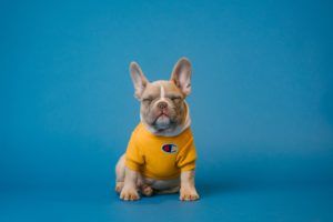 un petit chien portant un vêtement jaune - Photo by Karsten Winegeart on Unsplash