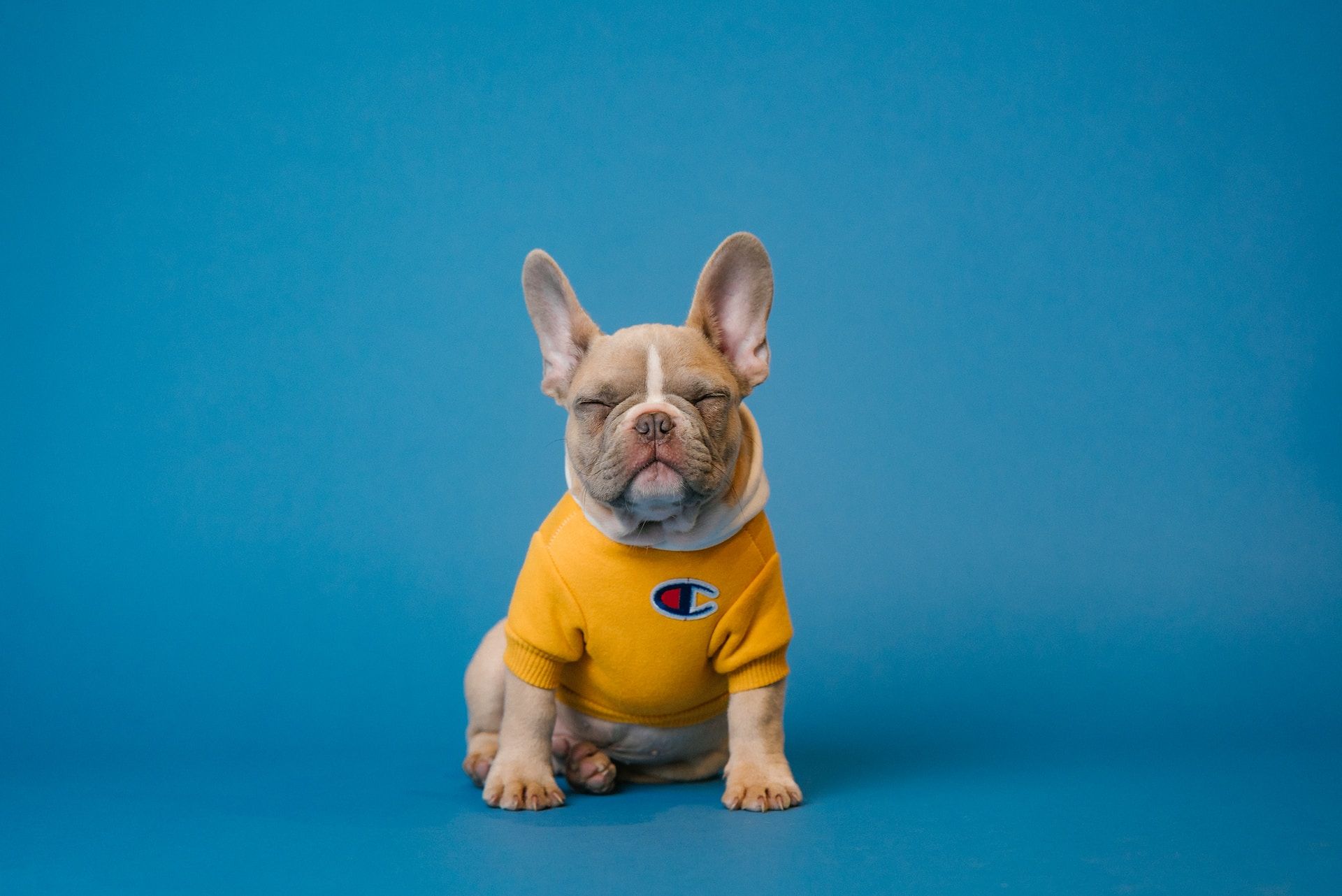 un petit chien portant un vêtement jaune - Photo by Karsten Winegeart on https://unsplash.com/fr/photos/bouledogue-francais-brun-portant-une-chemise-jaune-5PVXkqt2s9k