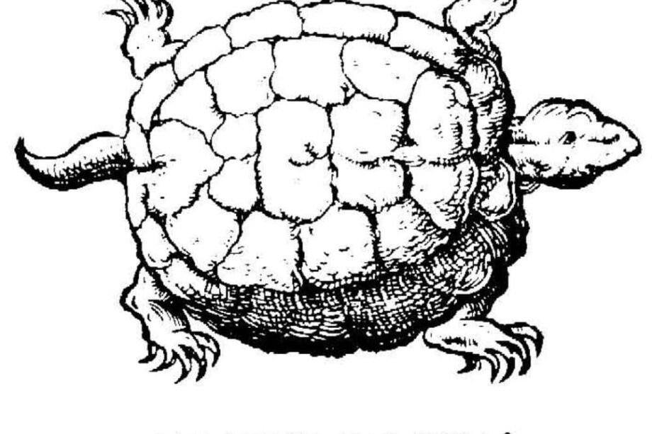 Tortue "Tecum Habita" sur le premier livre de Jean Calvin