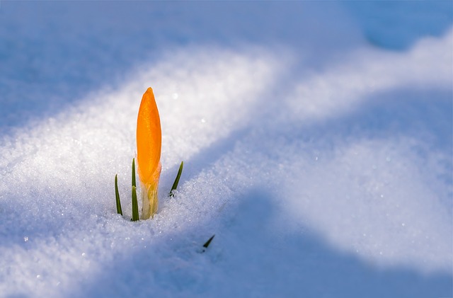 Une fleur de crocus perçant à travers la neige, au printemps - Image parMyriam Zilles de Pixabay