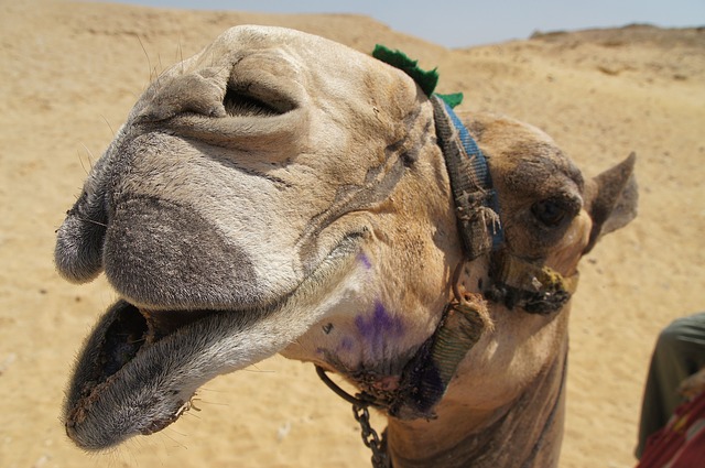 Illustration : la tête d'un chameau ayant l'air de rigoler - Image parNadine Hudson de Pixabay