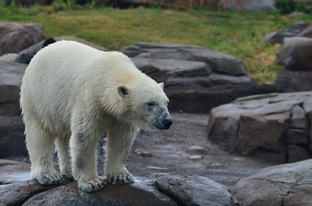 Un ours blanc dans un zoo - Image pardmcmeans de Pixabay