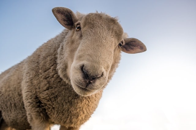 Un mouton nous observe - Image parRudy and Peter Skitterians de Pixabay