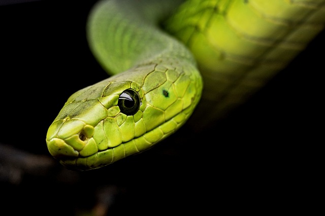 Illustration : un serpent vert sur fond noir - Image parMichael Kleinsasser de Pixabay