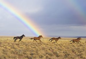 Un arc en ciel, la nature, le vent, la pluie, le soleil, et des chevaux - Image par skeeze de Pixabay