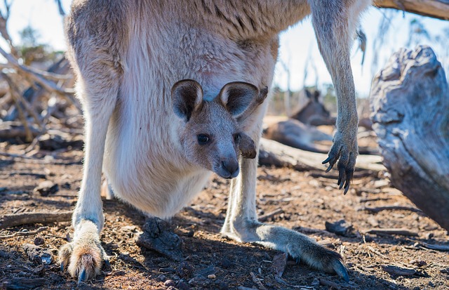 bébé kangourou dans la poche de sa maman - Image par Ethan Brooke de Pixabay