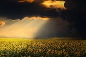 champ de tournesols avec un rayon de soleil dans un ciel d'orage - Image parenriquelopezgarre de Pixabay
