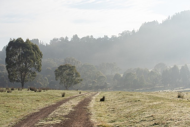 chemin dans une campagne, au petit matin - Image par pen_ash de Pixabay