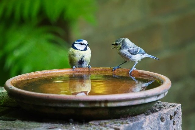 Deux oiseaux sur le bord d'une coupe remplie d'eau semblent converser - Image par Andrew Martin de Pixabay