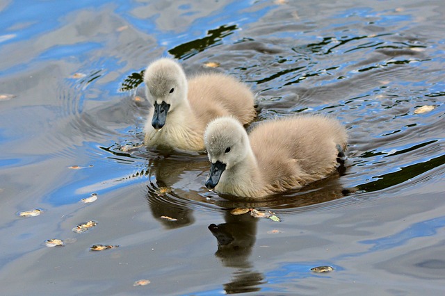 deux jeunes cygnes sur l'eau - Image parMabel Amber, still incognito... de Pixabay