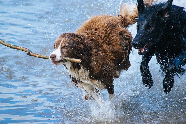 deux chiens courent dans l'eau en jouant - Image parFree-Photos de Pixabay