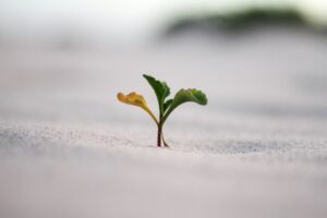 Minuscule pousse de 3 feuilles dans le sable - Photo de Jeremy Bishop sur https://unsplash.com/fr/photos/photographie-en-gros-plan-dune-plante-sur-le-sol-vGjGvtSfys4