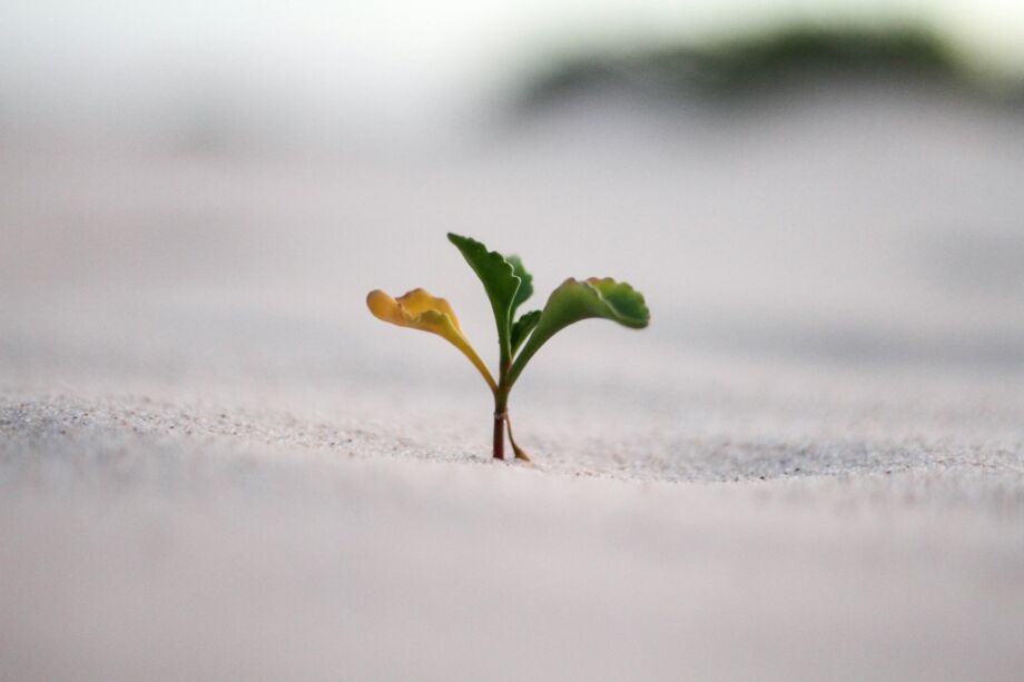 Minuscule pousse de 3 feuilles dans le sable - Photo de Jeremy Bishop sur https://unsplash.com/fr/photos/photographie-en-gros-plan-dune-plante-sur-le-sol-vGjGvtSfys4
