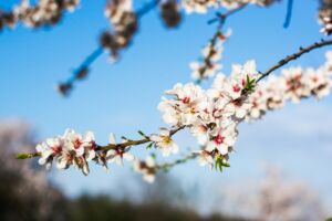 Une branche d'amandier au printemps - Photo de Belén Martín sur https://unsplash.com/fr/photos/fleur-de-cerisier-blanc-en-fleurs-pendant-la-journee-OT3M4YVE7AM
