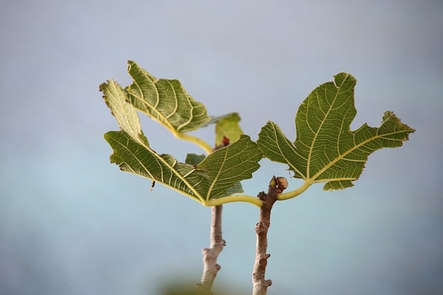 quelques pauvres feuilles de figuier sans fruits - Image par Quim Muns de Pixabay