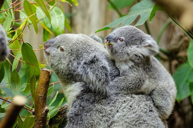 un bébé koala sur le dos de sa mère - Image par Welcome to all and thank you for your visit ! ツ de Pixabay