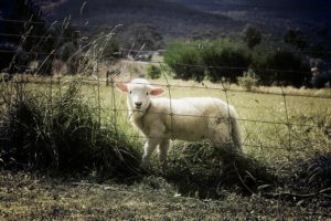 un mouton dans un parc fermé par une clôture - Image par Benjamin Nelan de Pixabay