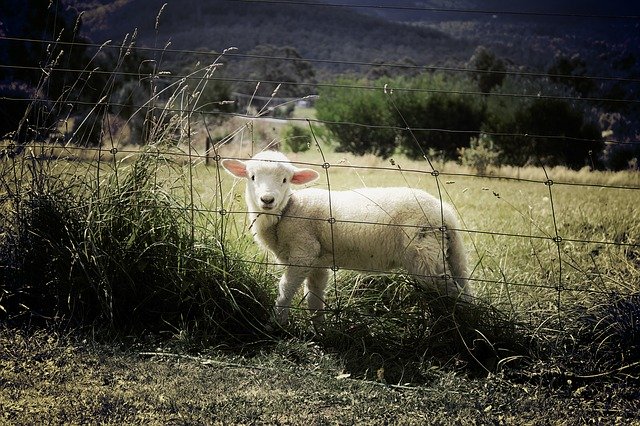 un mouton dans un parc fermé par une clôture - Image par Benjamin Nelan de Pixabay