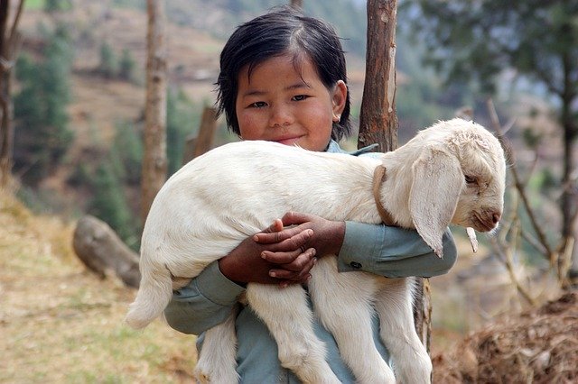 petite fille népalaise tenant dans ses bras un agneau - Image par Peter Colgan de Pixabay