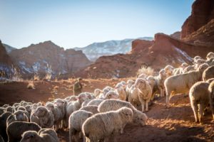 Un berger avec un troupeau de moutons en montagne - Photo de Patrick Schneider sur https://unsplash.com/fr/photos/photo-de-troupeau-de-moutons-wczrs3Unfnk