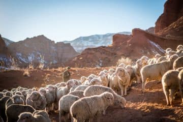 ++ Psaume 23 : Un guide spirituel pour la vie quotidienne