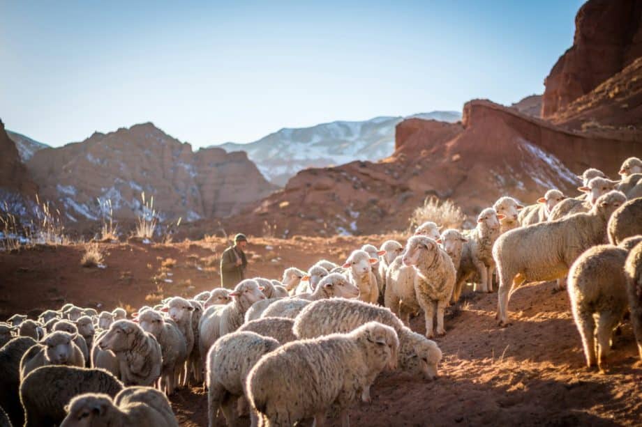 Un berger avec un troupeau de moutons en montagne - Photo de Patrick Schneider sur https://unsplash.com/fr/photos/photo-de-troupeau-de-moutons-wczrs3Unfnk