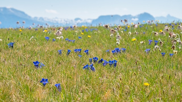 fleurs dans un alpage - Image par adege de Pixabay