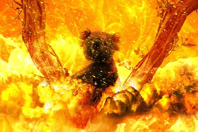 une composition montrant un koala dans un incendie de brousse - Image par Susan Cipriano de Pixabay