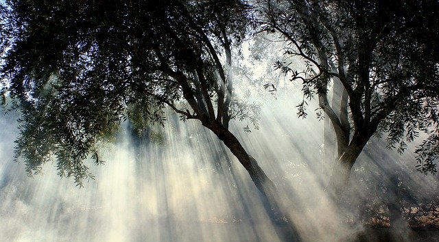 Oliviers avec des rayons de soleil dans la brume - Image par chezbeate de Pixabay