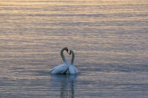 Deux cygnes blancs forment un cœur avec leurs cous et leur têtes sur un lac - Photo de Wolfgang Hasselmannsur https://unsplash.com/fr/photos/deux-cygnes-blancs-sur-plan-deau-TwLGzTFFFio