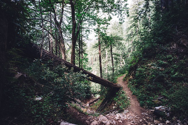un petit sentier dans une forêt naturelle - Image par Free-Photos de Pixabay