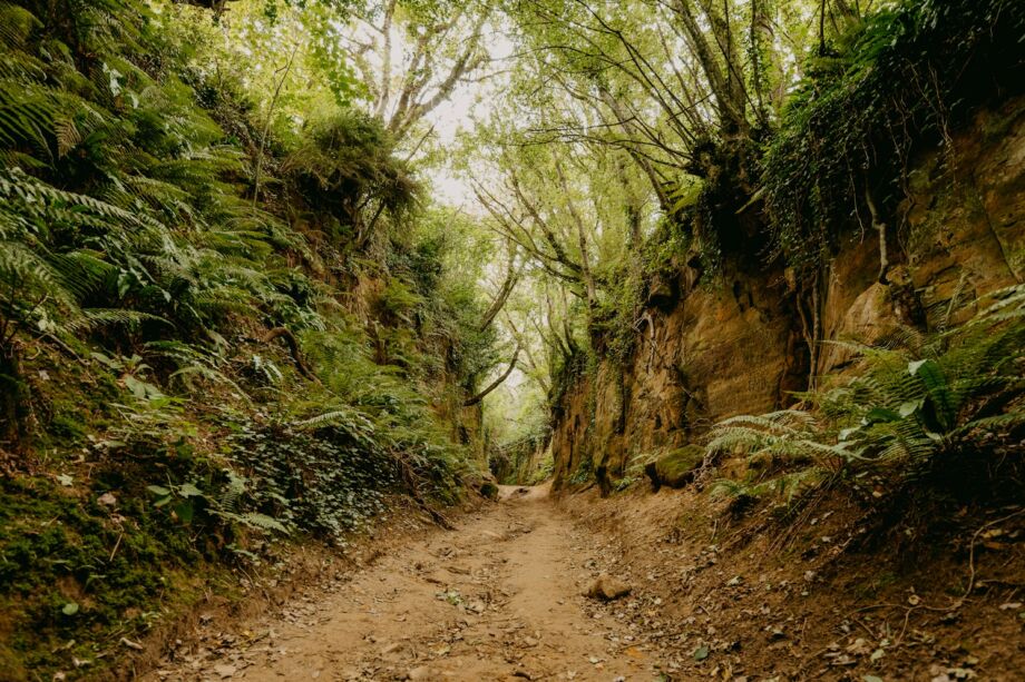 Piste forestière creusée dan sle relief - Photo de Annie Spratt sur https://unsplash.com/fr/photos/chemin-de-terre-brun-entre-les-arbres-verts-pendant-la-journee-GFlcL36kYGc