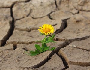 Une jolie fleur jaune ayant poussé dans une fente d'un sol desséché - Image par klimkin de Pixabay 