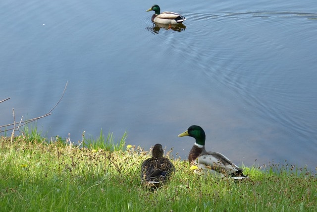 un couple de canards sur la rive voient passer un autre canard sur l'eau - Image par Barbara Dondrup de Pixabay