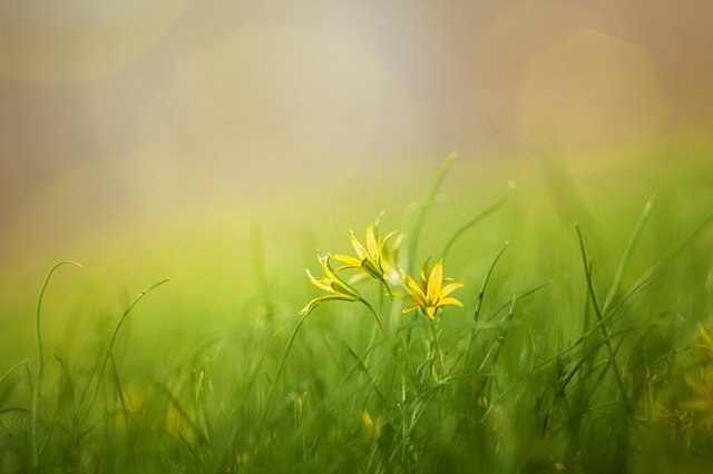 herbe fleurie - Image par Aleksey Kutsar de Pixabay
