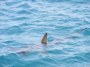 requin en surface de la mer ne laissant apparaître que son aileron - Image par alondav de Pixabay 
