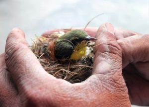 poussin dans son nid recueilli dans des mains - Image par Vinson Tan ( 楊 祖 武 ) de Pixabay 