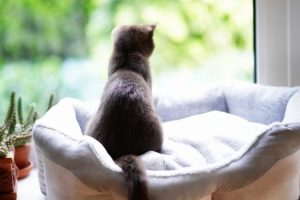 Un chat regarde par la fenêtre, une place vide à côté de lui semble attendre un compagnon ? Image par Mammiya de Pixabay 