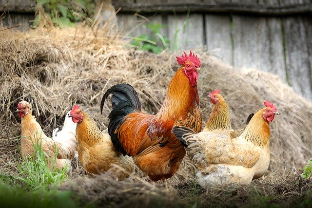 Un coq, entouré d'un harem de poules - Image par klimkin de Pixabay