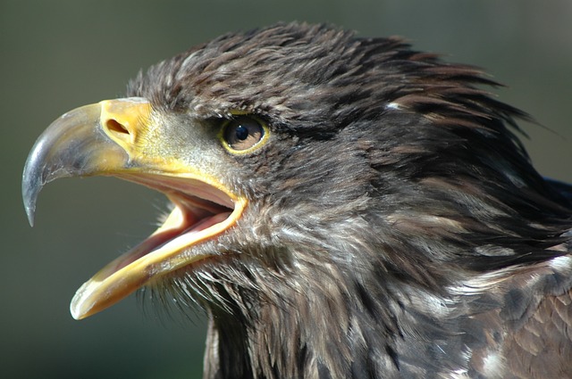 Un aigle au bec ouvert semble hurler de façon menaçante - Image par Jens Isachsen de Pixabay