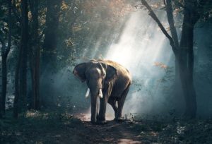 Un éléphant dans un sous bois éclairé d'un rayon de <a href=