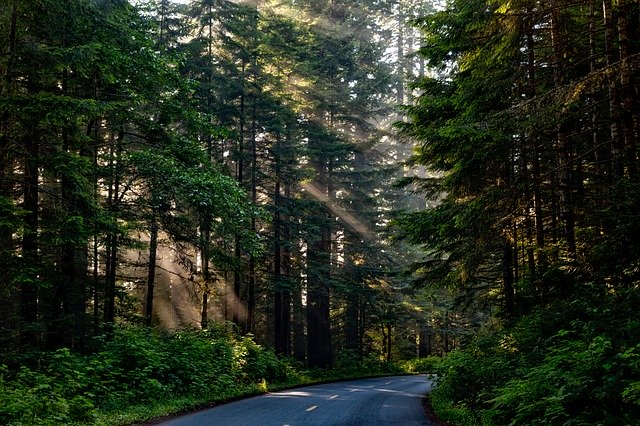 Une route en forêt, avec des rayons de lumière - Image par David Mark de Pixabay